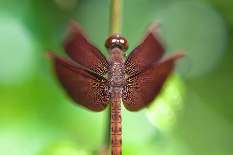 Kamal Krishna Photography